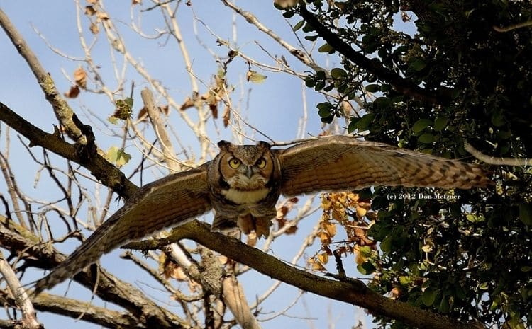 Rocky Mountain Raptor Program